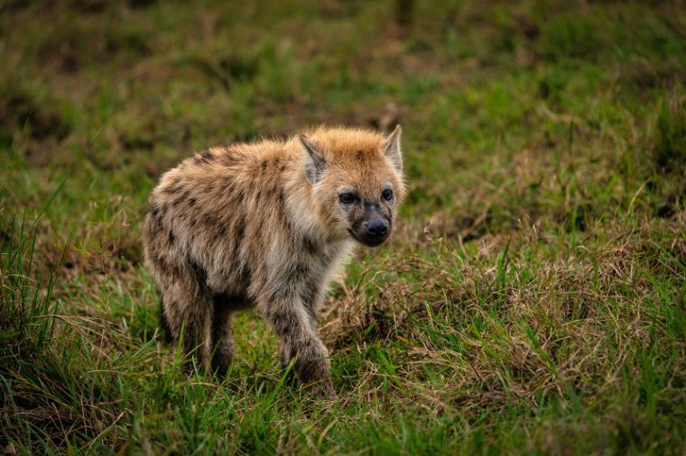 088 Masai Mara, gevlekte hyena.jpg